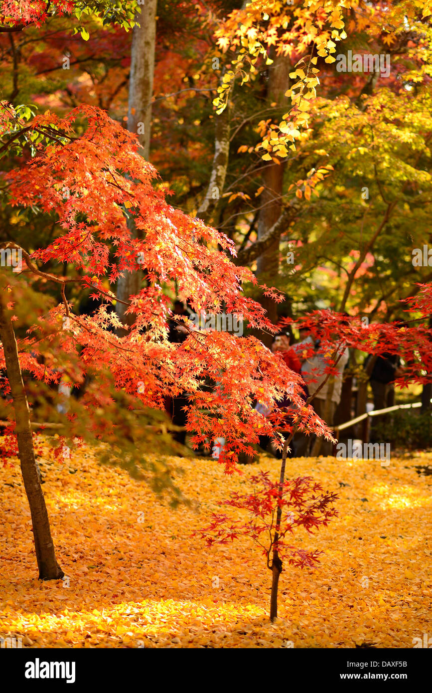 Fall foliage at Eikando Temple in Kyoto, Japan. Stock Photo