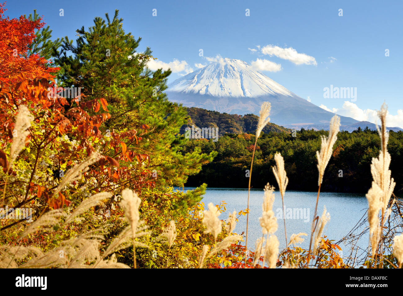 Mt. Fuji and autumn foliage at Lake Saiko. Stock Photo