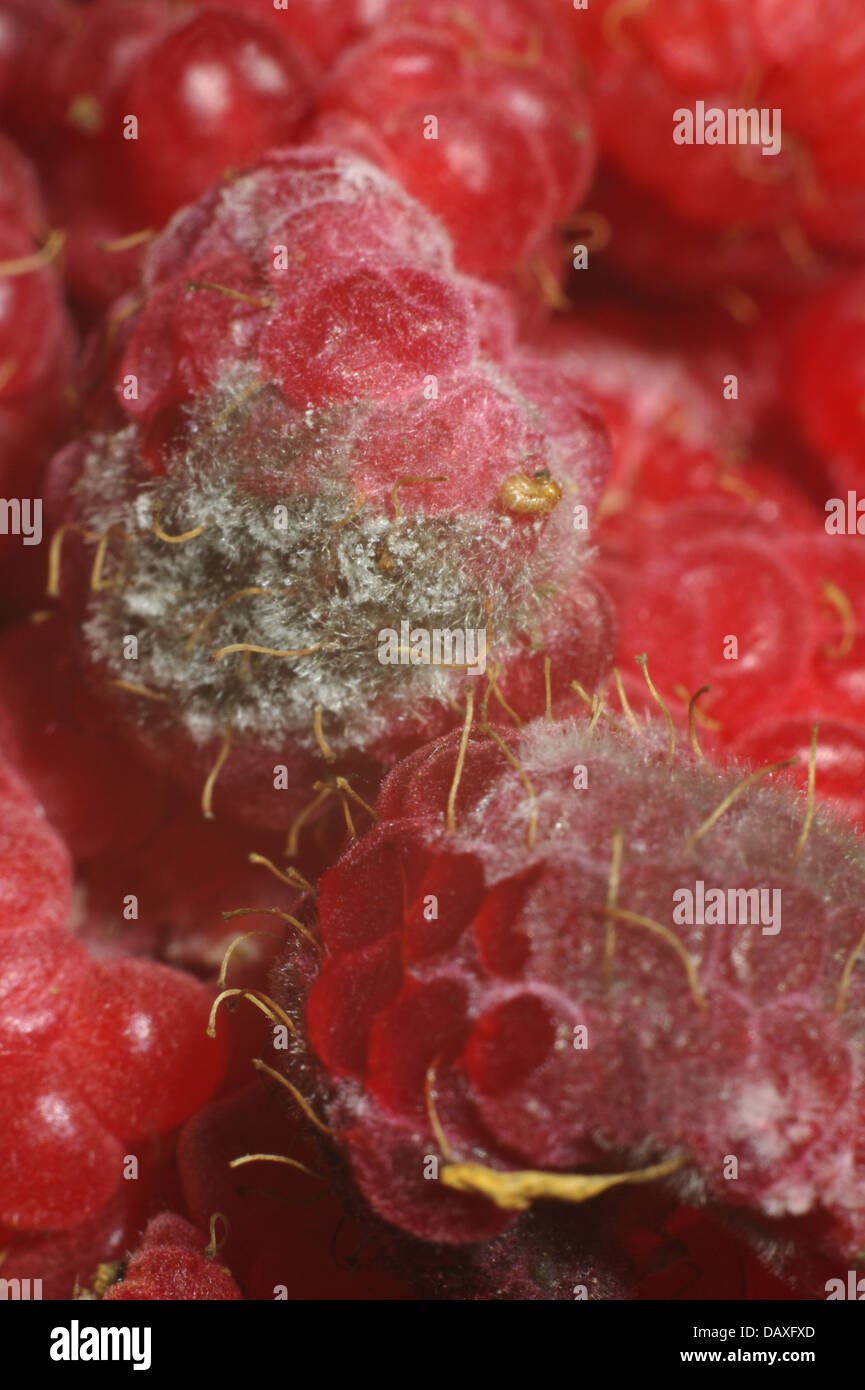 Grow moldy hires stock photography and images Alamy