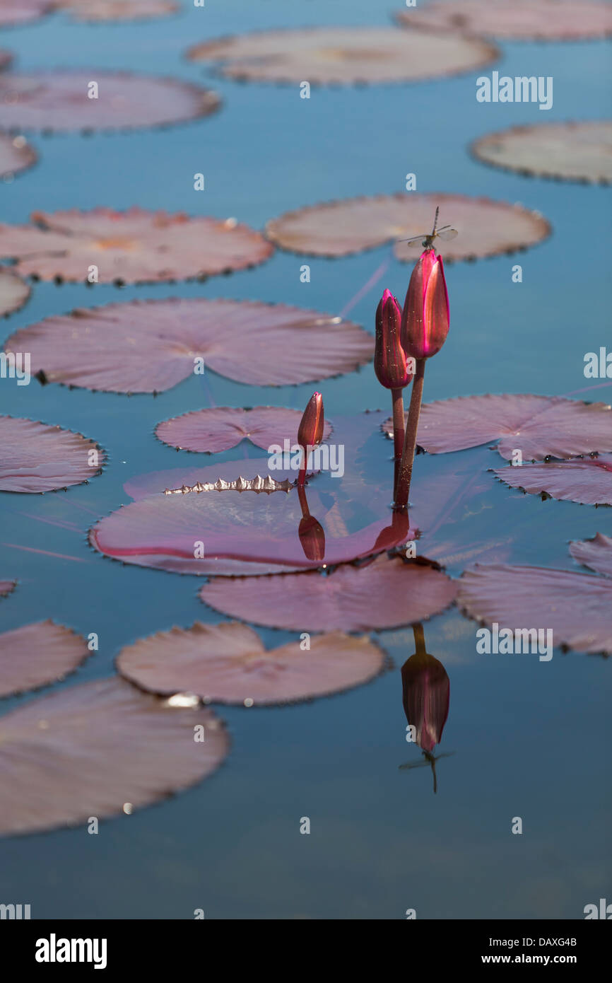 Red Water Lily buds Nymphéas Stock Photo