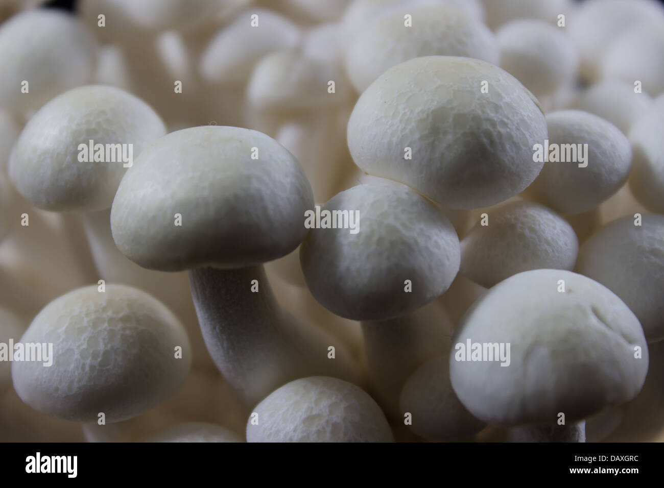 Beech Mushrooms , White Shimeji mushroom closeup Stock Photo Alamy
