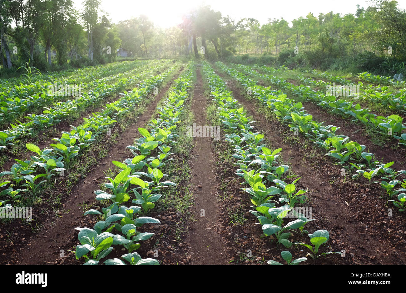 row of tobacco plantation in rural farm land Stock Photo