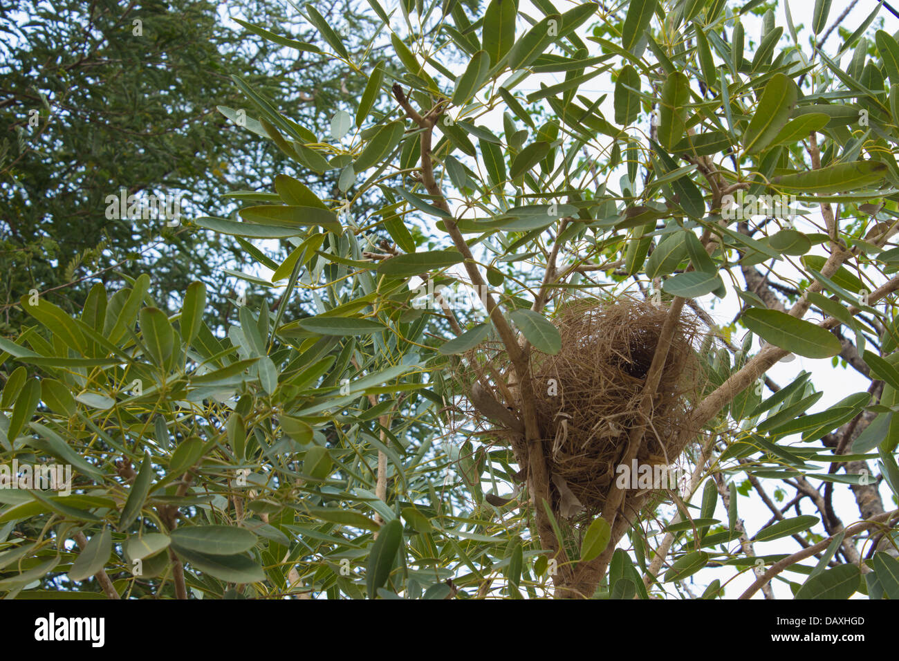 Bird's nest on The tree Stock Photo Alamy