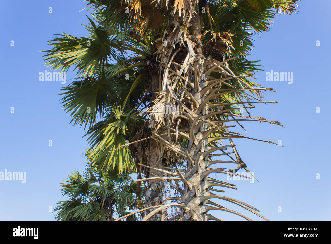 Palm Tree Trunk Stock Photo Alamy