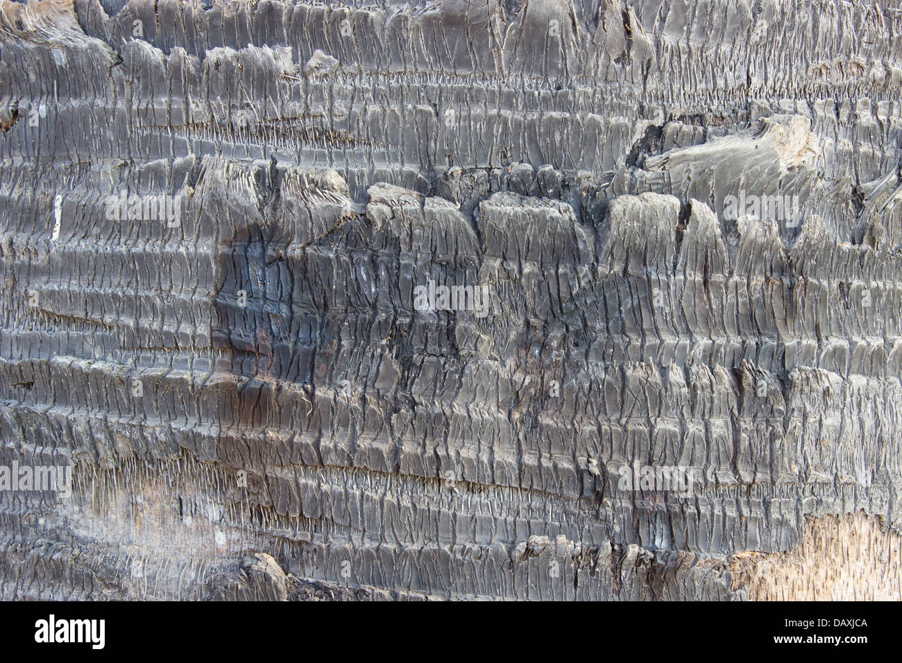 Palm bark texture ,tree bark background Stock Photo - Alamy
