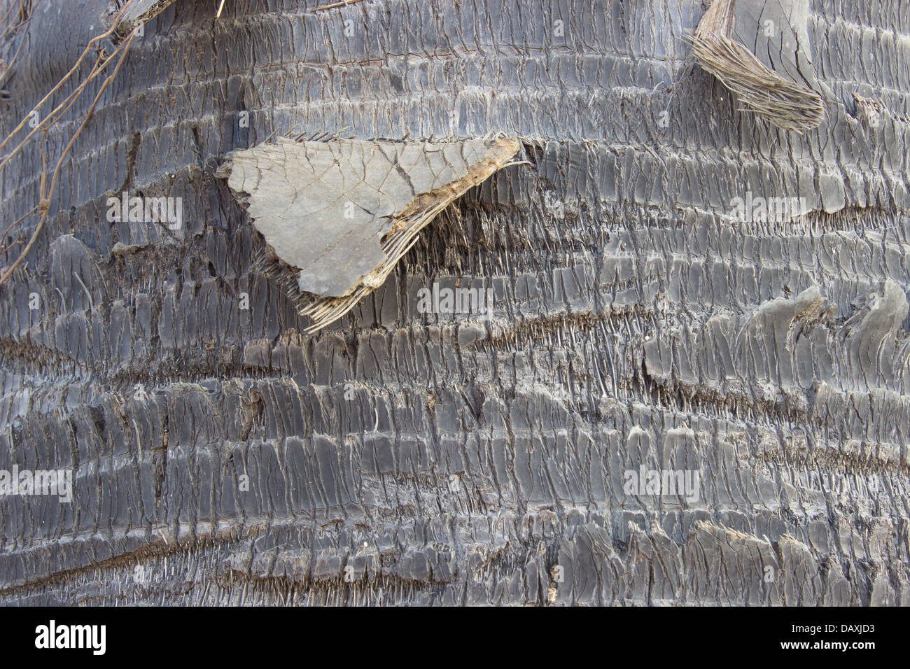 Palm bark texture ,tree bark background Stock Photo - Alamy