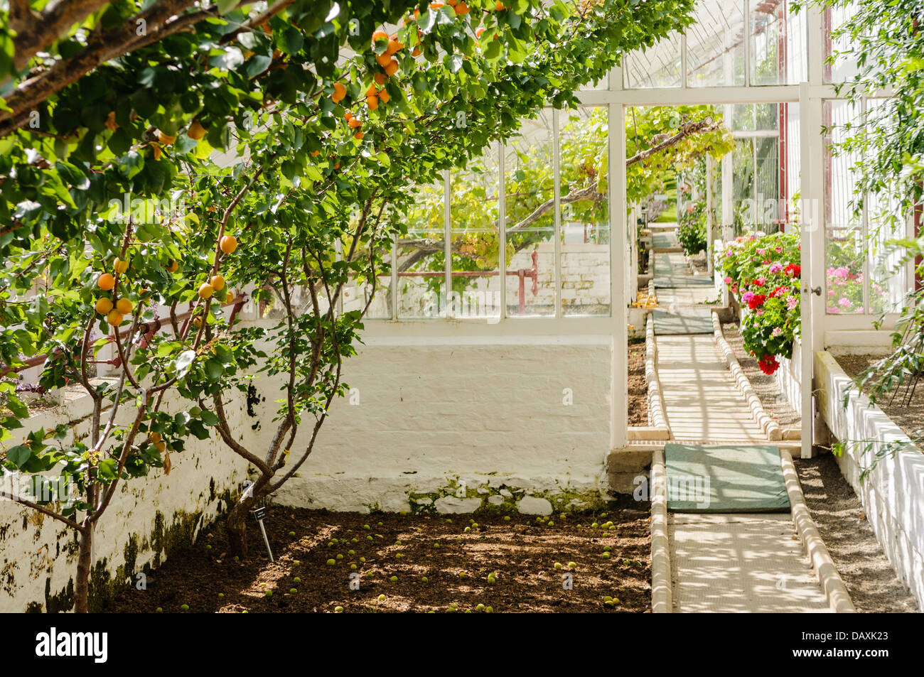 Apricots growing inside a long greenhouse Stock Photo Alamy