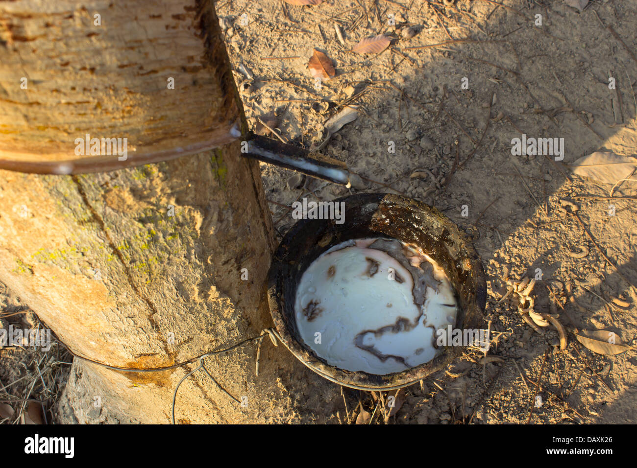 Tree Milkissue Rubber tree plantation hi-res stock photography and images - Alamy