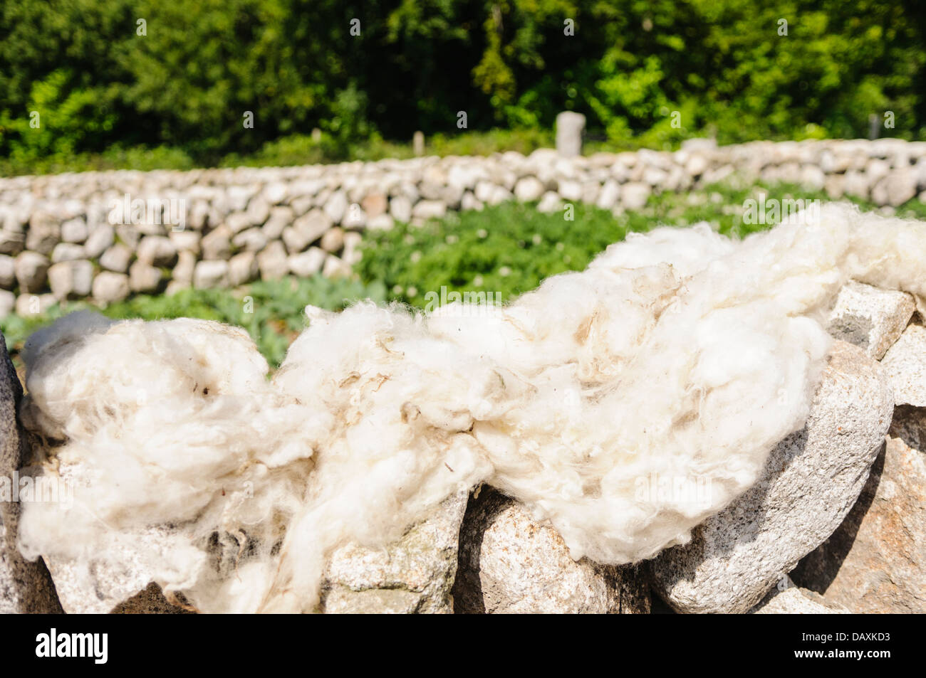 Sheep's fleece left to dry outside on a dry stone wall after being washed Stock Photo