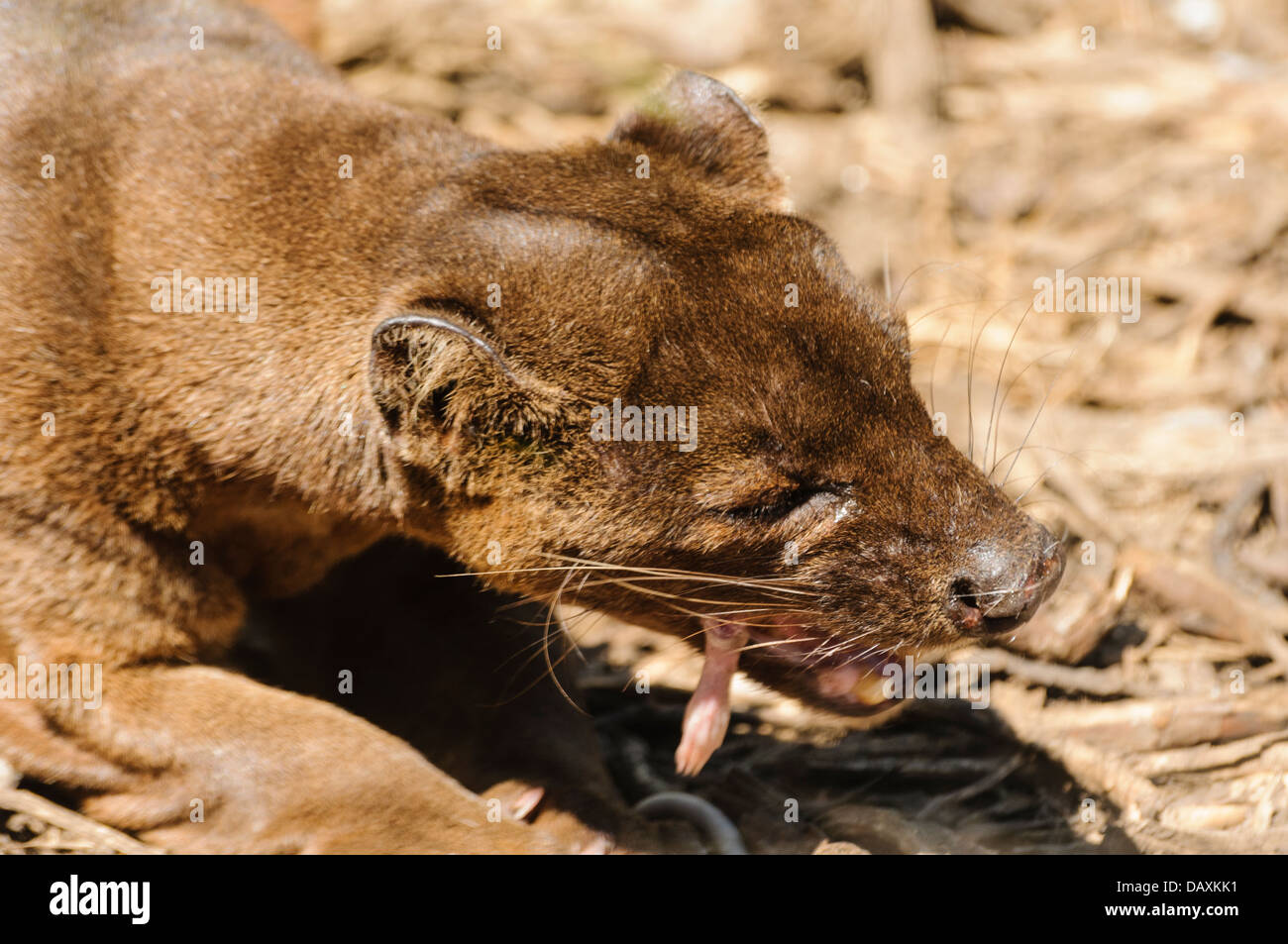 Malagasy fossa (Cryptoprocta ferox), a member of the mongoose family indiginous to Madagascar, eating a small mammal Stock Photo