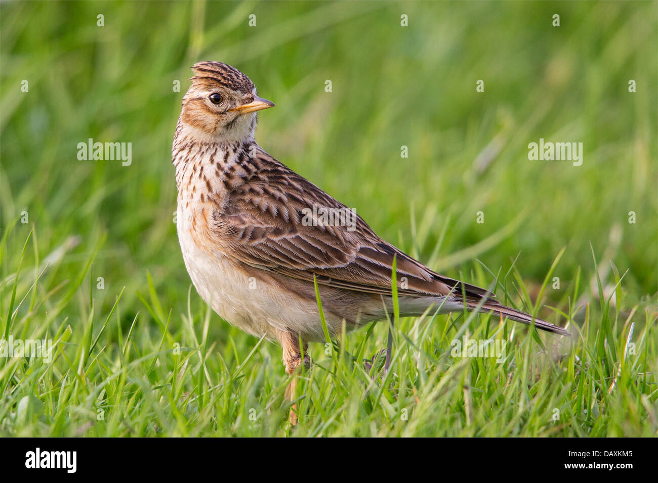 A wild meadow pipet () standing in grassy farmland, UK Stock Photo
