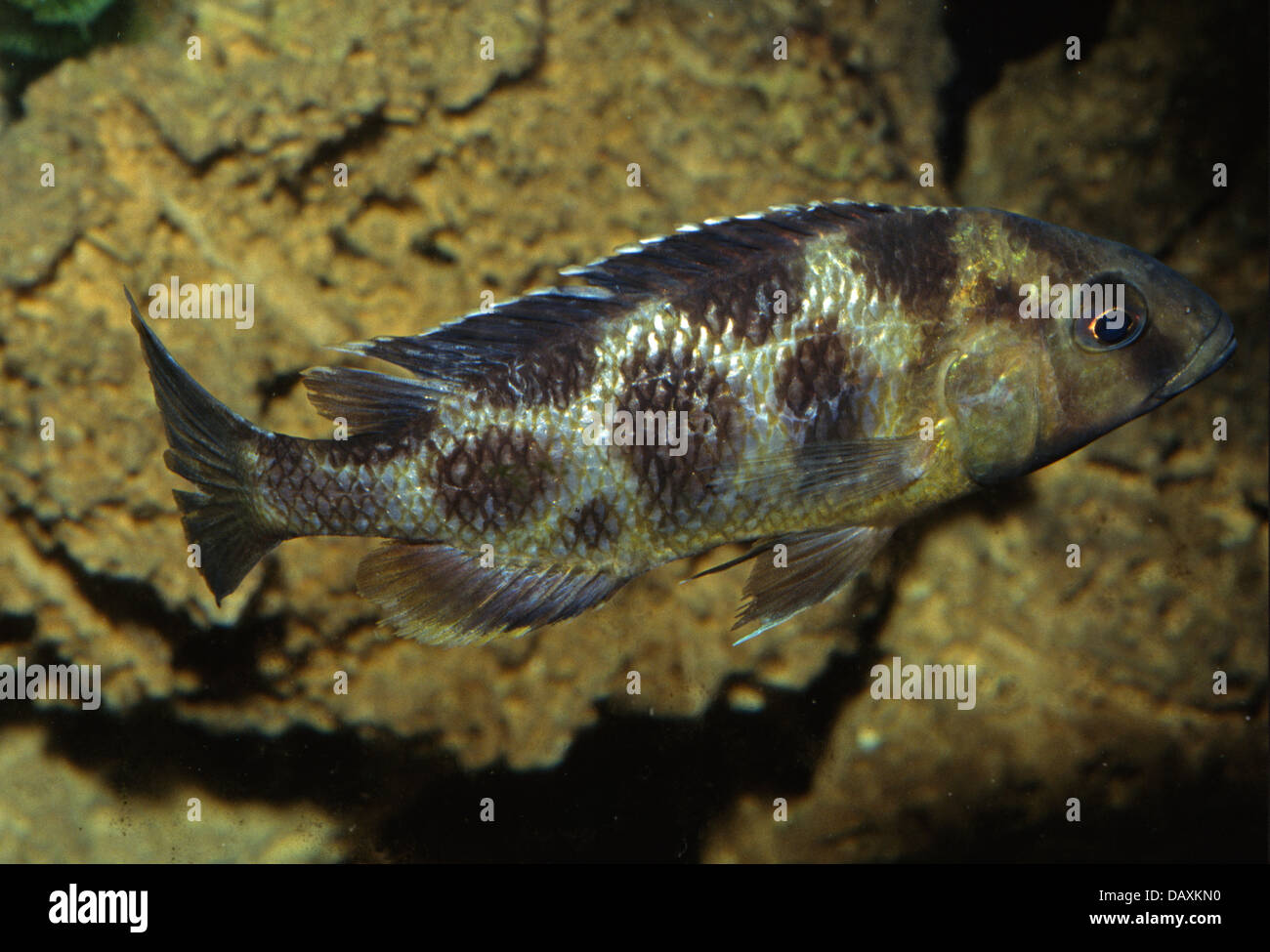 Nimbochromis venustus, Cichlidae, Malawi Lake, Africa Stock Photo