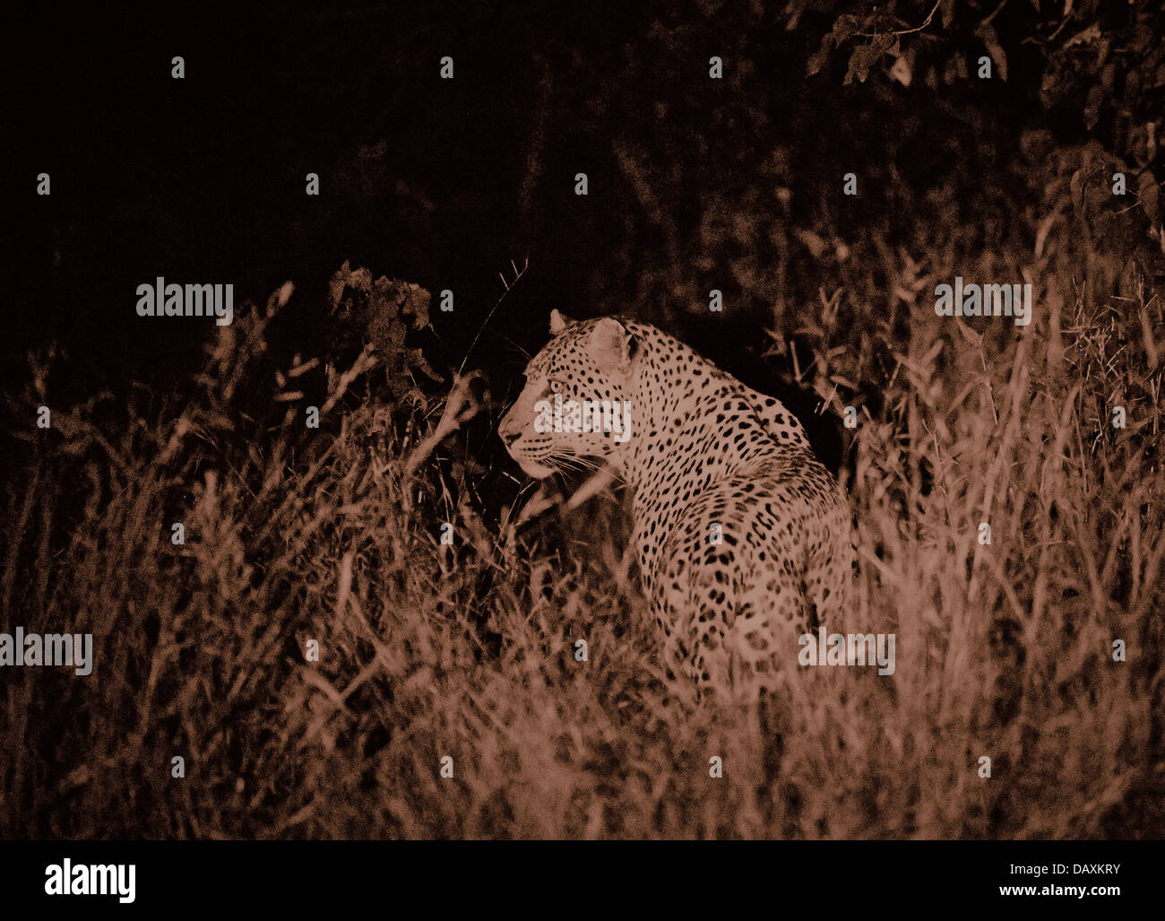 male leopard (Panthera pardus) at night, Chitabe, Okavango Delta, Botswana, Africa Stock Photo