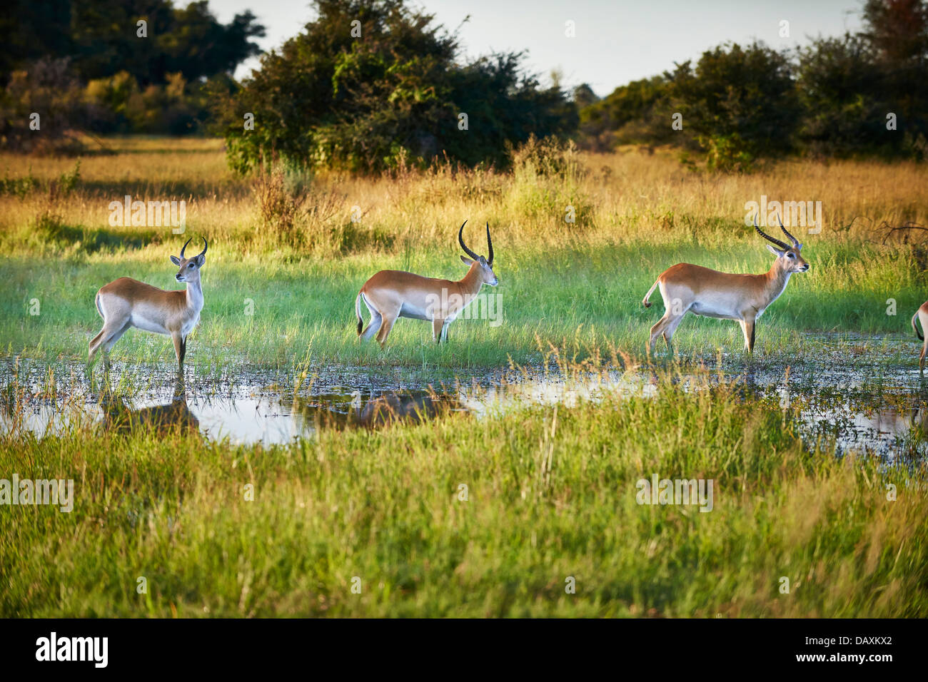 Red lechwe Antelope, Kobus leche, Chitabe, Okavango Delta, Botswana, Africa Stock Photo