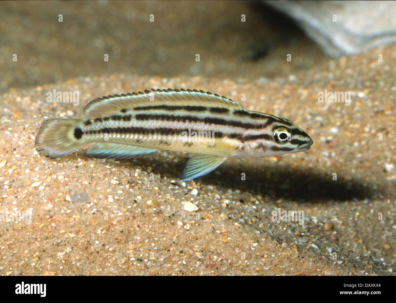 Regan's Julie Julidochromis regani, Cichlidae, Tanganiyka Lake, Africa, Roberto Nistri Stock Photo