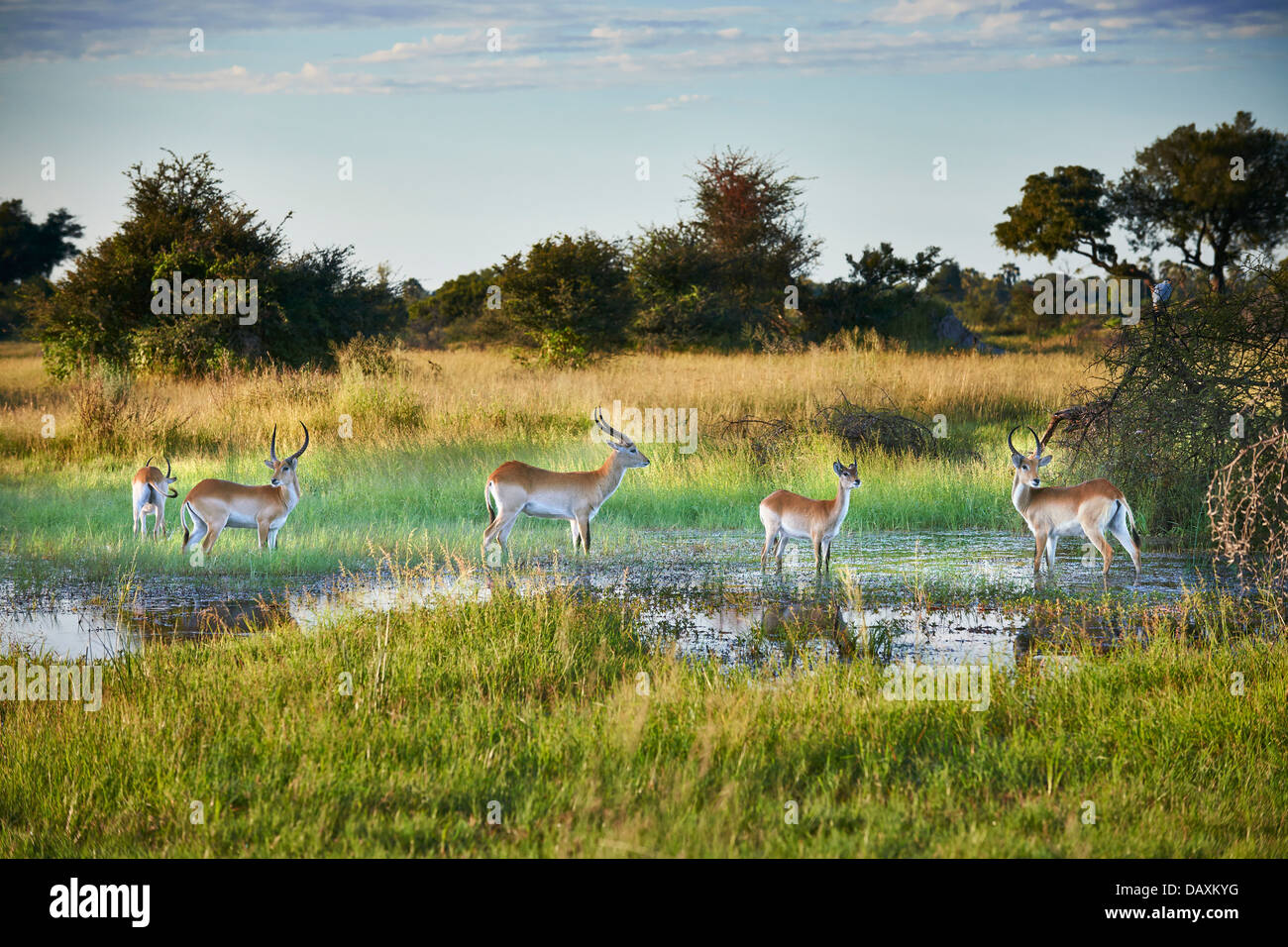 Lechwe Antelope Hi res Stock Photography And Images Alamy