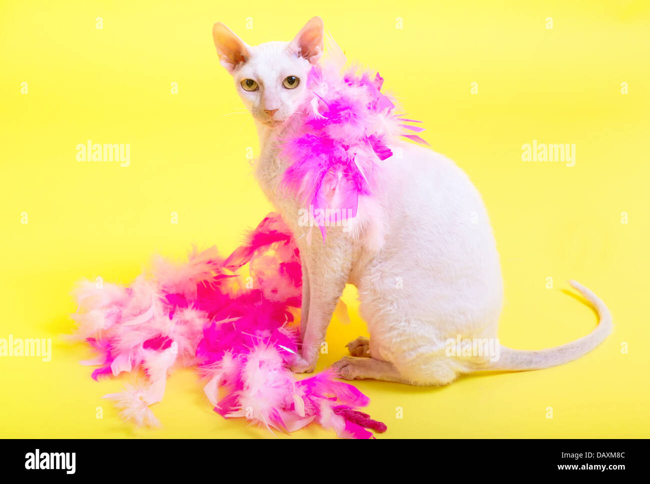 Cornish Rex cat with her pink boa on a yellow background. Stock Photo