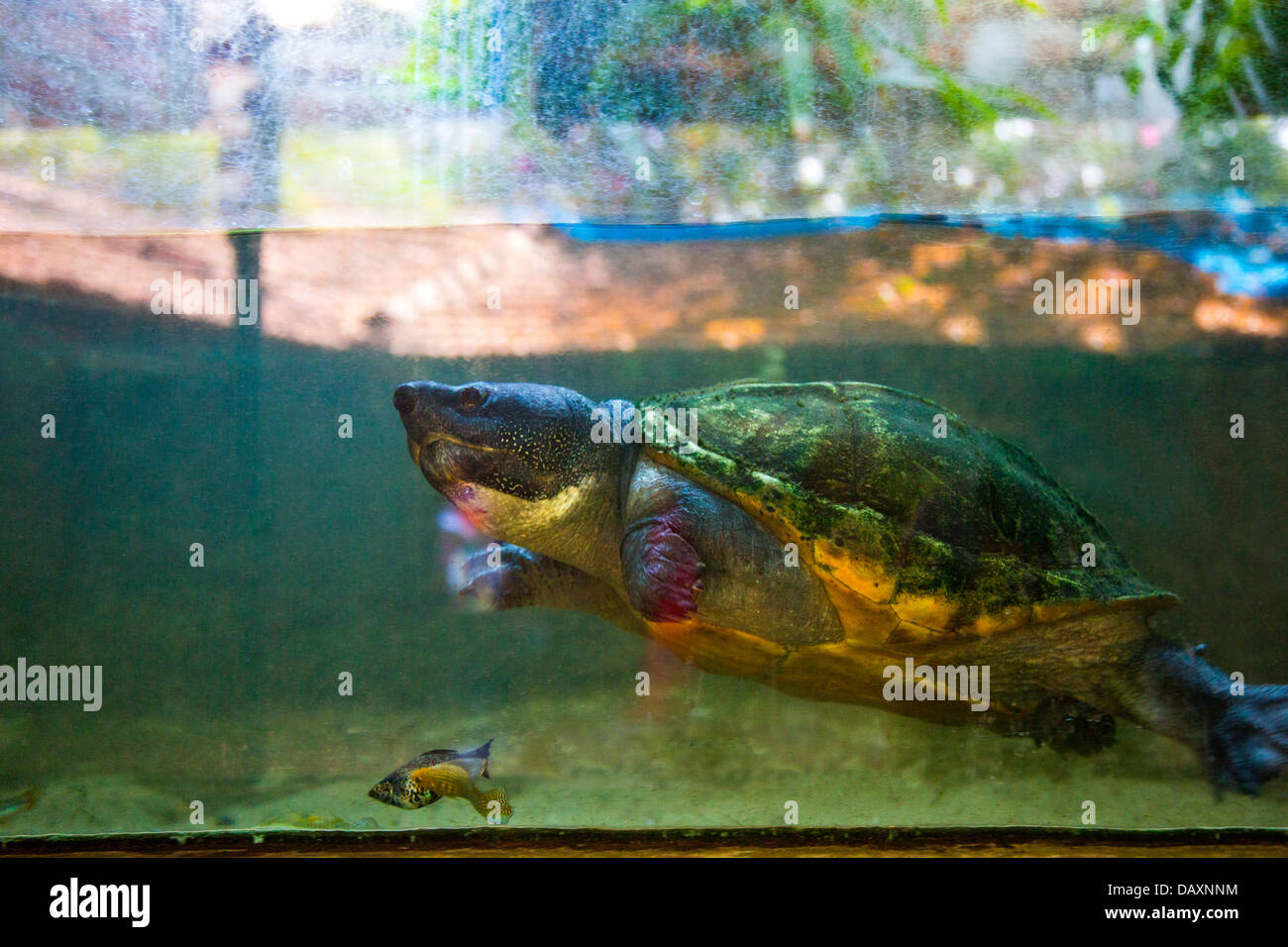 Turtle and fish in an aquarium, Mahabalipuram, Kanchipuram District, Tamil Nadu, India Stock Photo