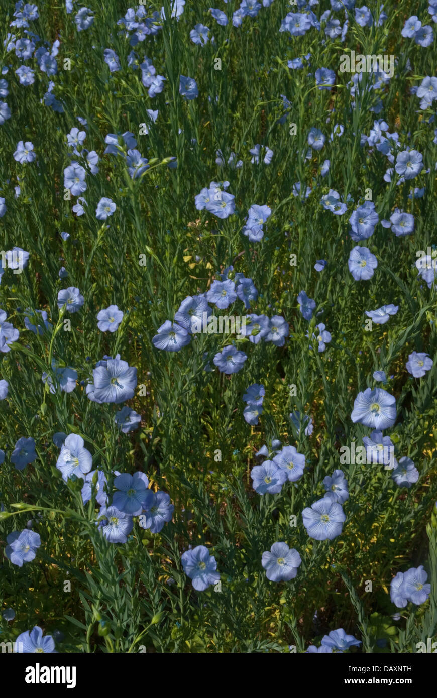 Crop of Linseed (Linum usitatissimum) flowering in field Stock Photo