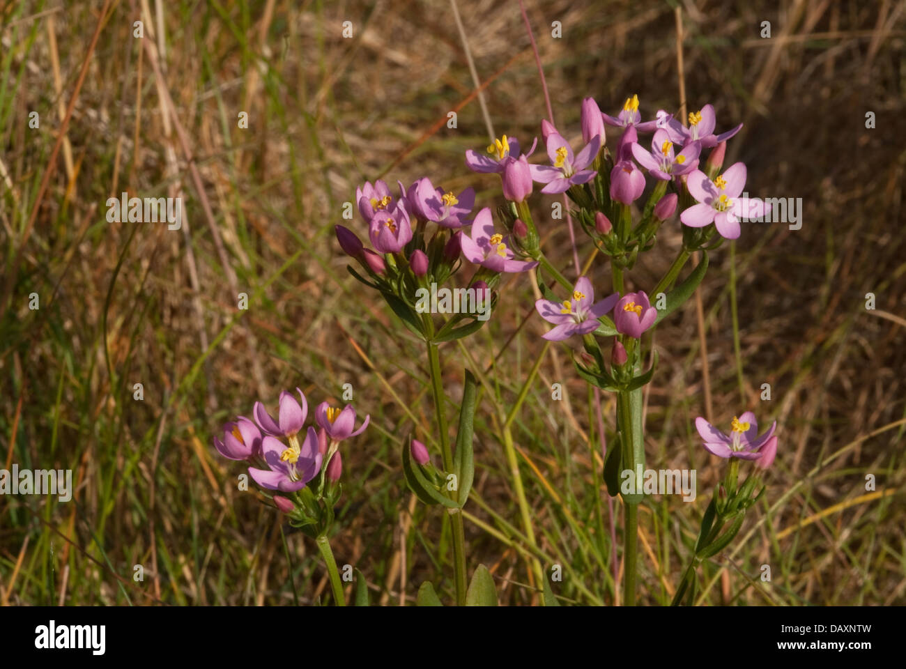 Common Centaury (Centuarium erythraea) in flower Stock Photo
