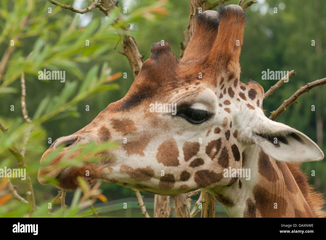 Giraffa camelopardalis Stock Photo