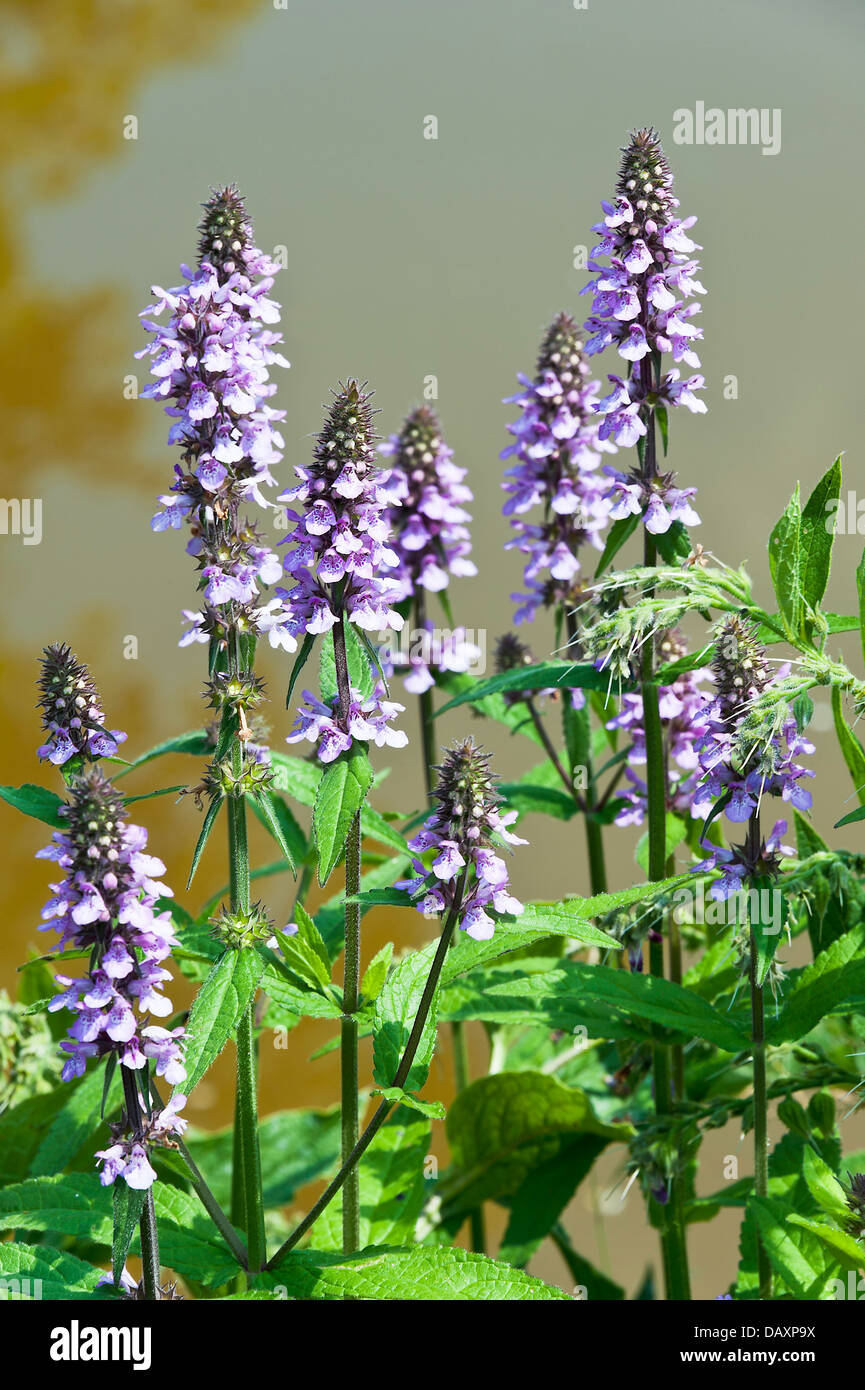 Purple Marsh Woundwort Flower Spikes in Bloom on the Towpath of Trent and Mersey Canal near Rode Heath Cheshire UK Stock Photo