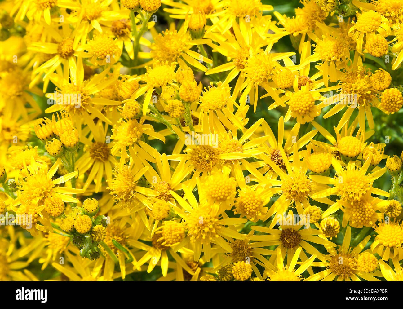 Common Ragwort Flowers in Tight Clusters on the Towpath Trent and ...