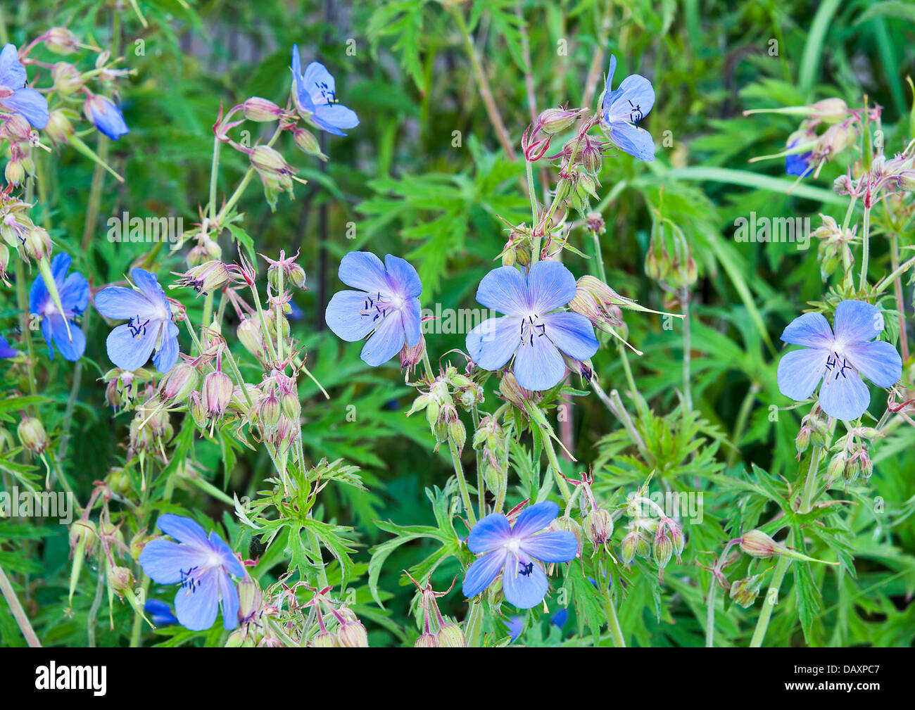 Meadow Cranesbill Flowers Geranium Pratense in Bloom on Trent and