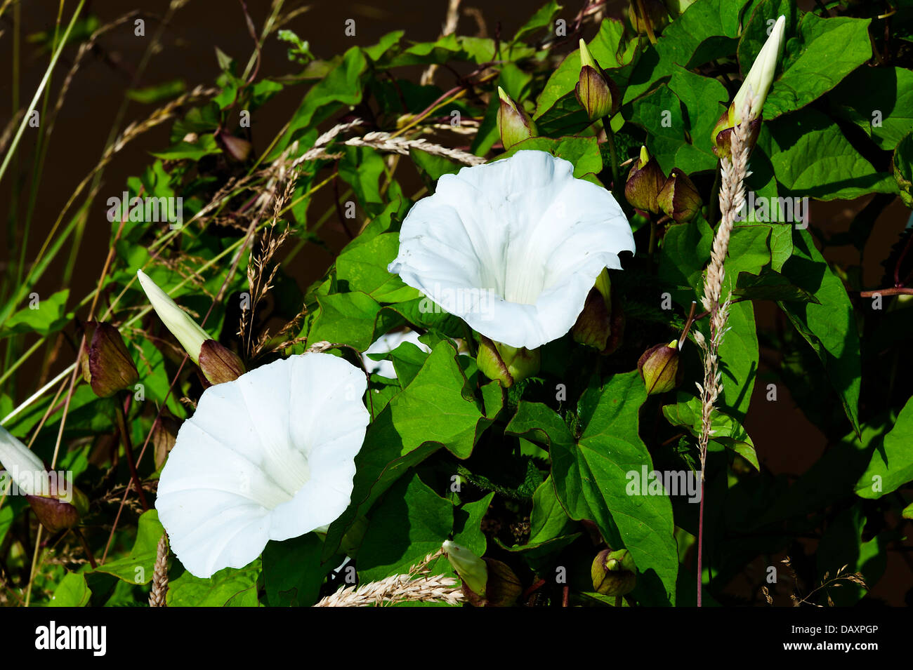 White Convolvulus Flowers in Bloom on Towpath Trent and Mersey Canal Rode Heath Cheshire England United Kingdom UK Stock Photo