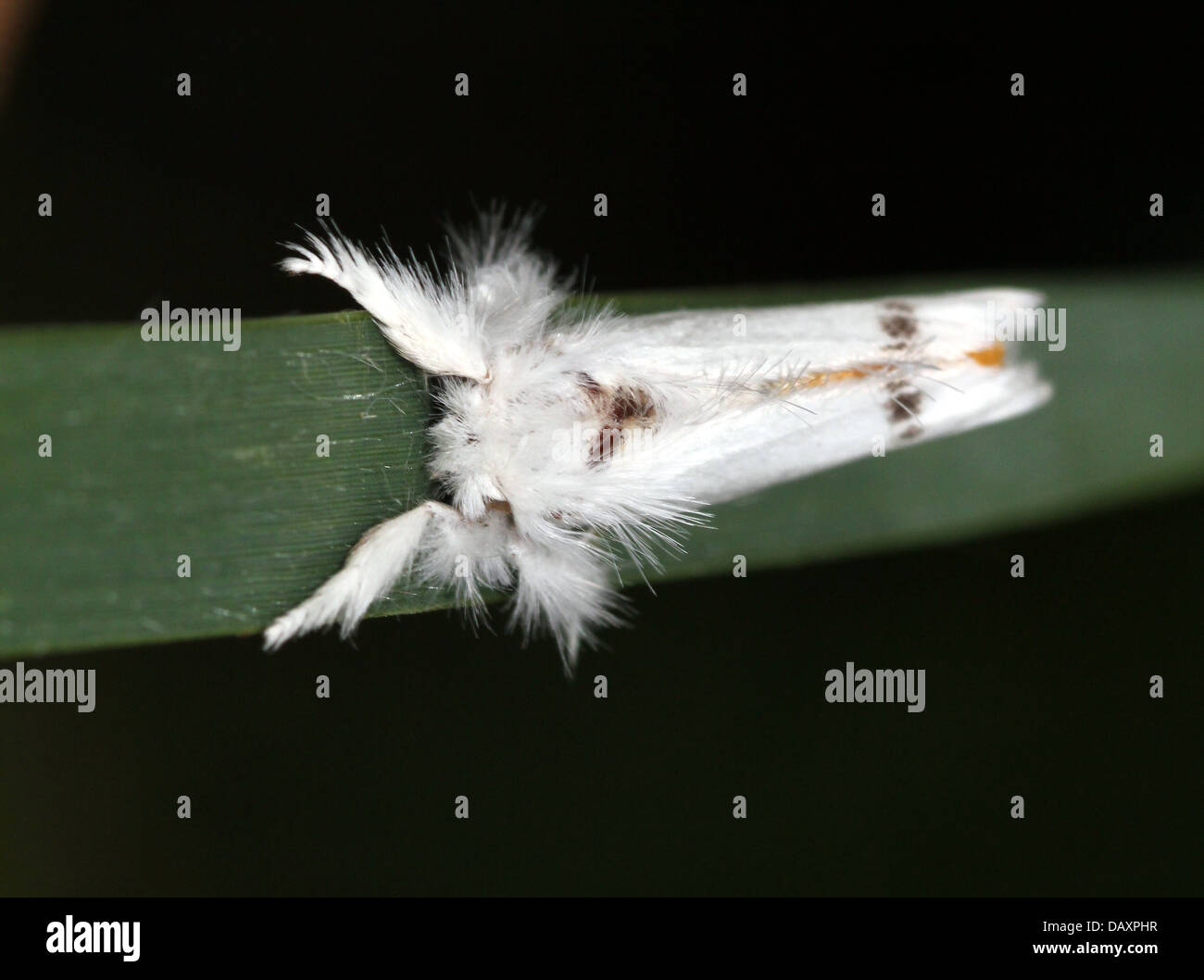 Male Yellow-tail Moth (Euproctis similis, a.k.a. Goldtail Moth or  Swan Moth) posing on a blade of grass Stock Photo