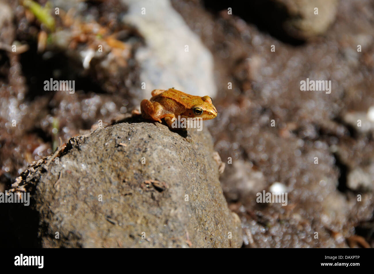 A tiny orange frog on a rock Stock Photo