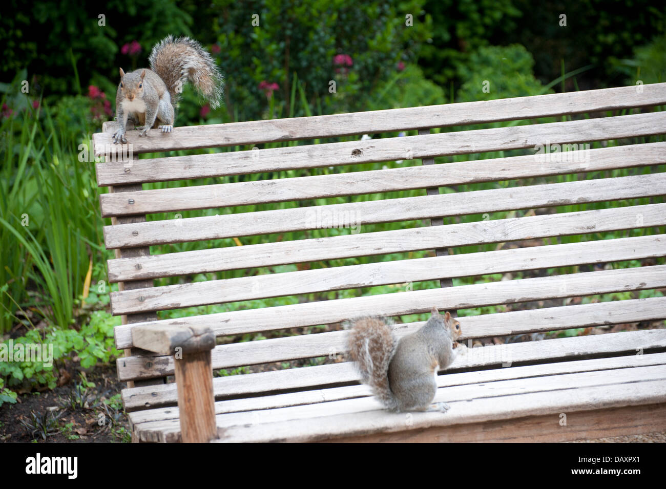 squirrel eating nut on park bench close up squirrel running squirrel on