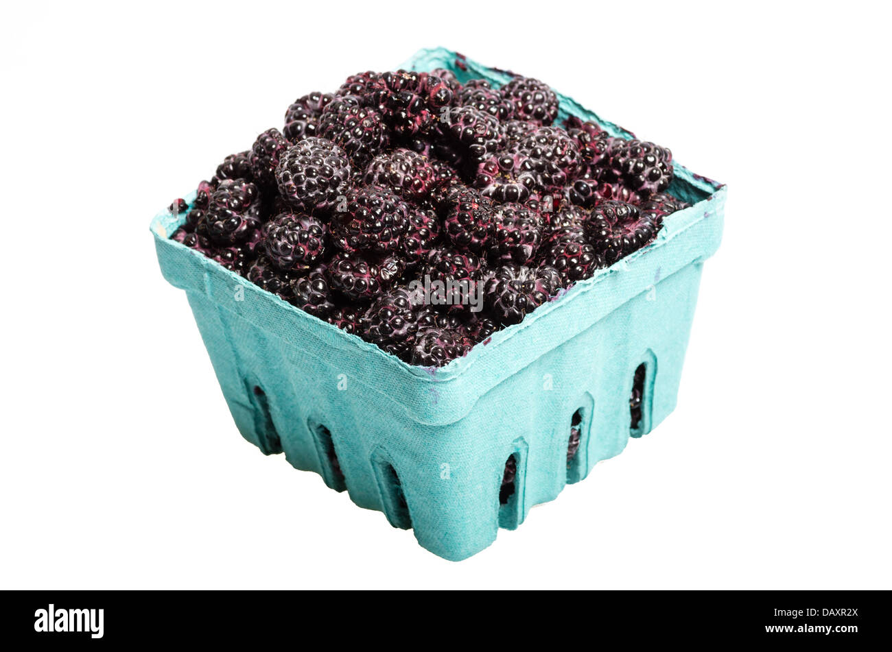 A Basket of freshly picked Black Raspberries isolated on white Stock
