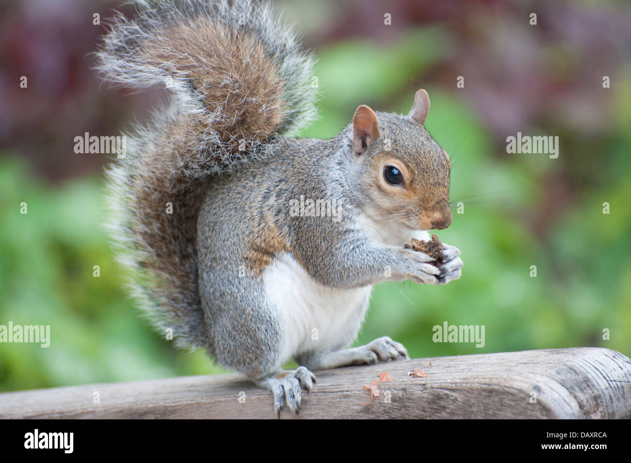 squirrel eating nut on park bench close up squirrel running squirrel on grass eating two squirrels pair playing on park bench Stock Photo