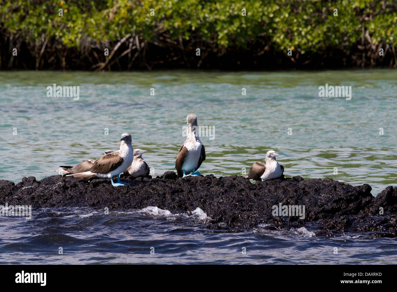 Blue-footed Booby, Sula nebouxii, Isabela Island, Galapagos Islands, Ecuador Stock Photo