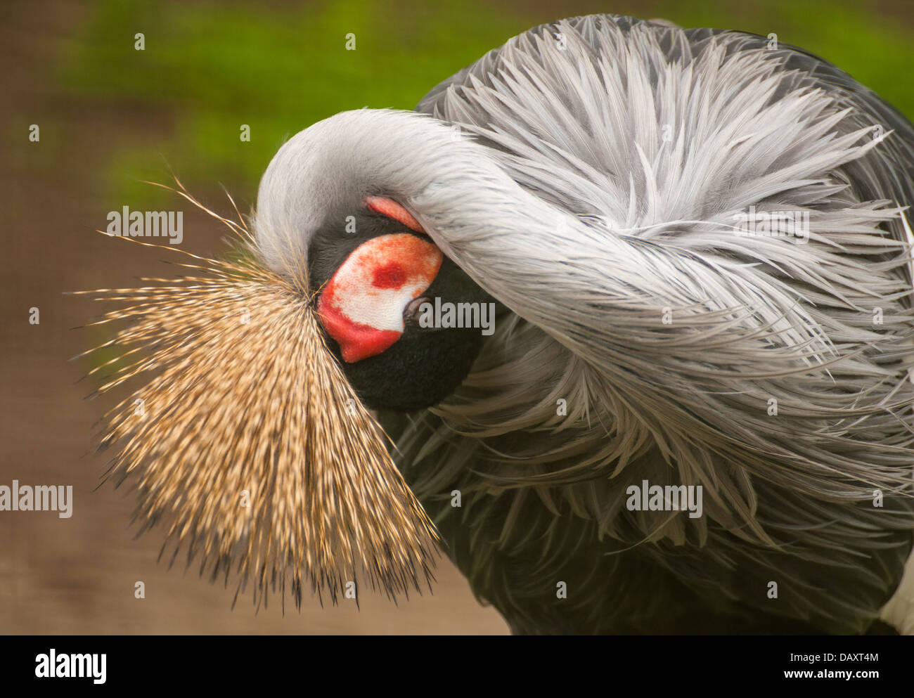 Crane Stock Photo