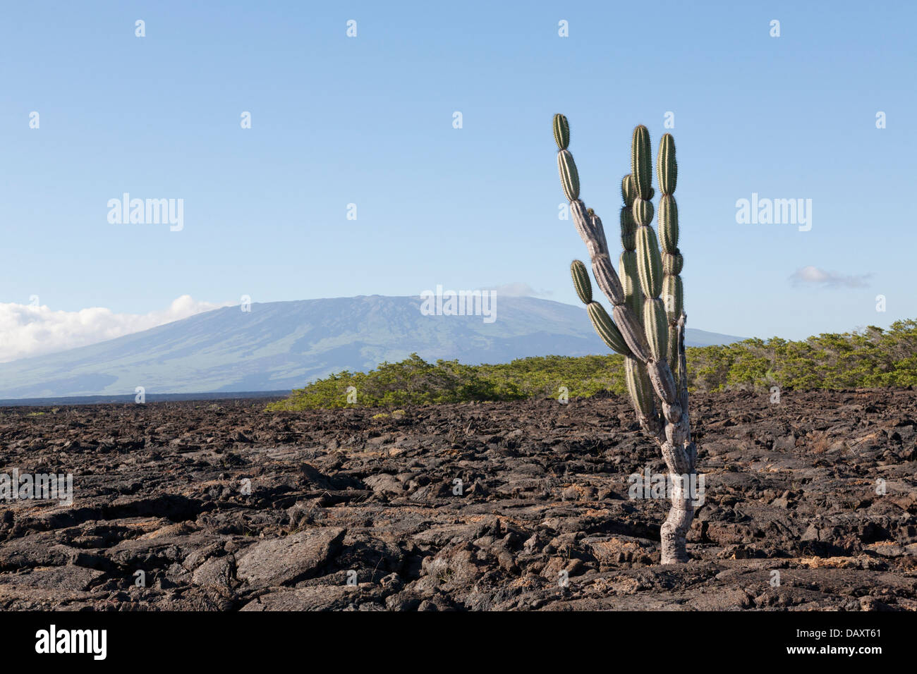 Sierra Negra Volcano, Punta Moreno, Isabela Island, Galapagos Islands