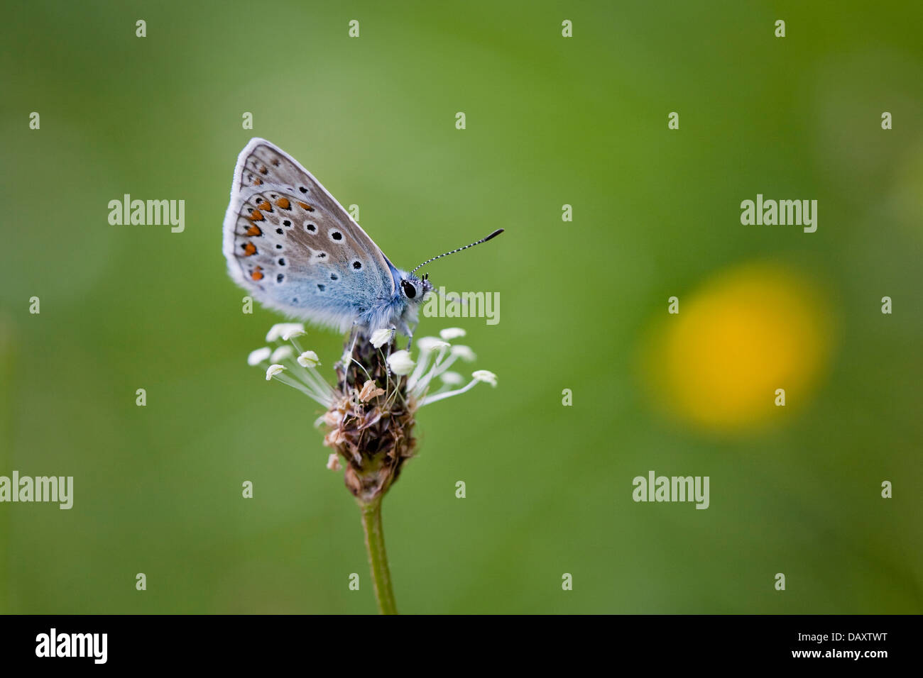 A Common Blue (Polyommatus icarus ) Butterfly with it's wings closed sitting on a plant in a meadow in Somerset, UK. Stock Photo