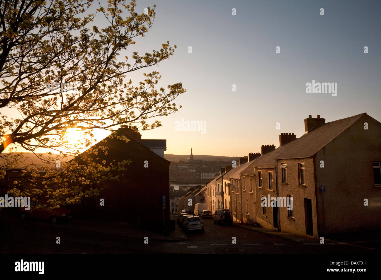 Tree and houses lit by warm evening light in Derry, Northern Ireland