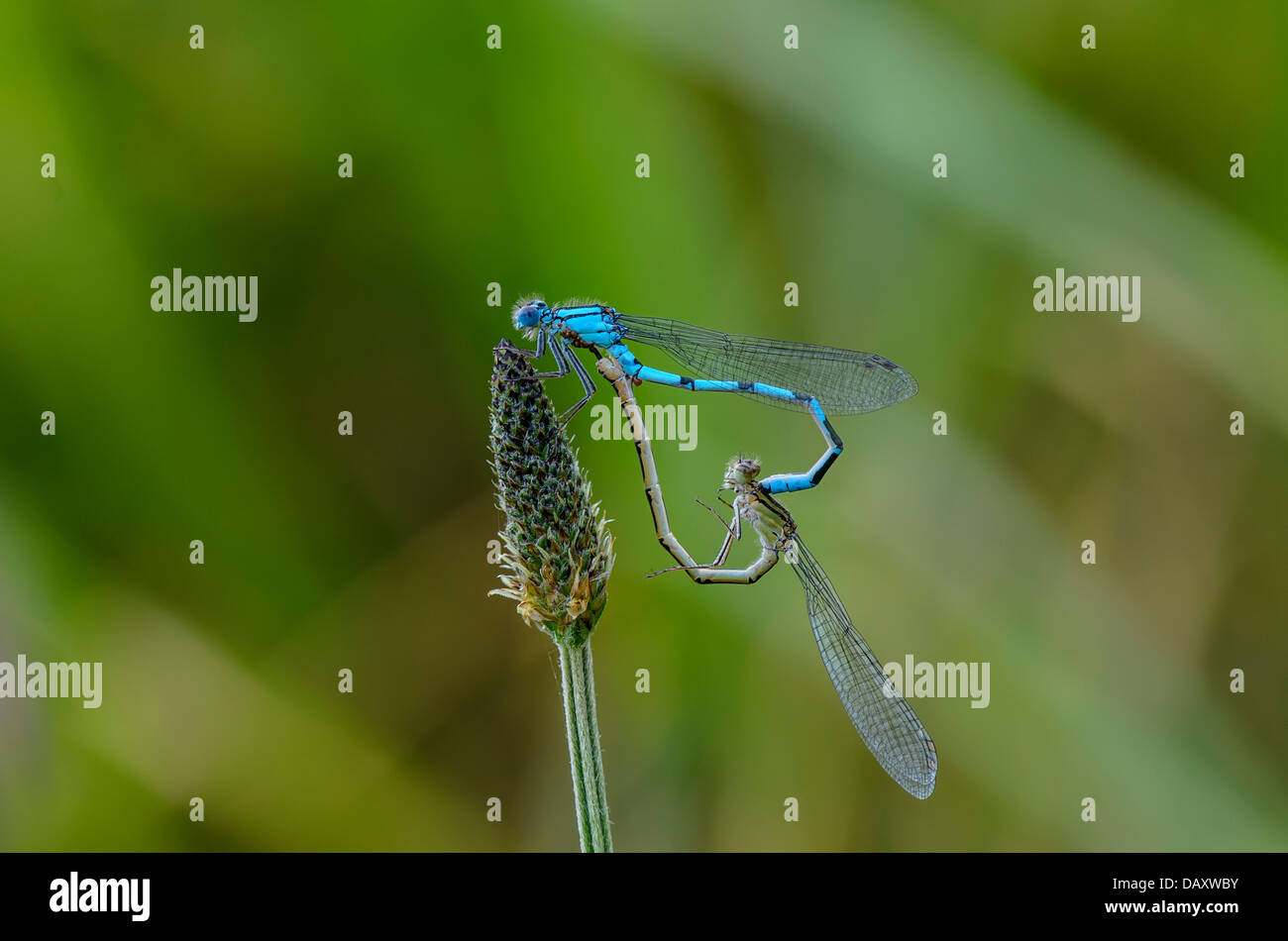 Common Blue Damselflies mating heart Stock Photo - Alamy