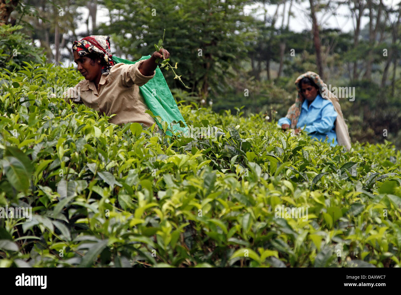 TEA PICKERS AT GERAGAMA PLANTATION PILIMATALAWA SRI LANKA 12 March 2013 Stock Photo Alamy