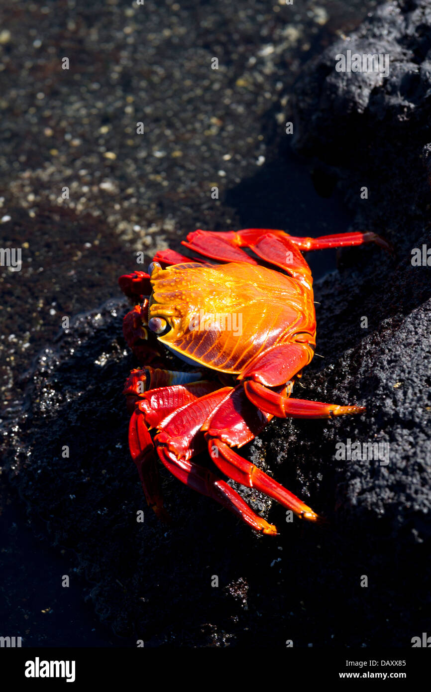 Sally Lightfoot Crab, Grapsus grapsus, Punta Espinoza, Fernandina Island, Galapagos Islands, Ecuador Stock Photo
