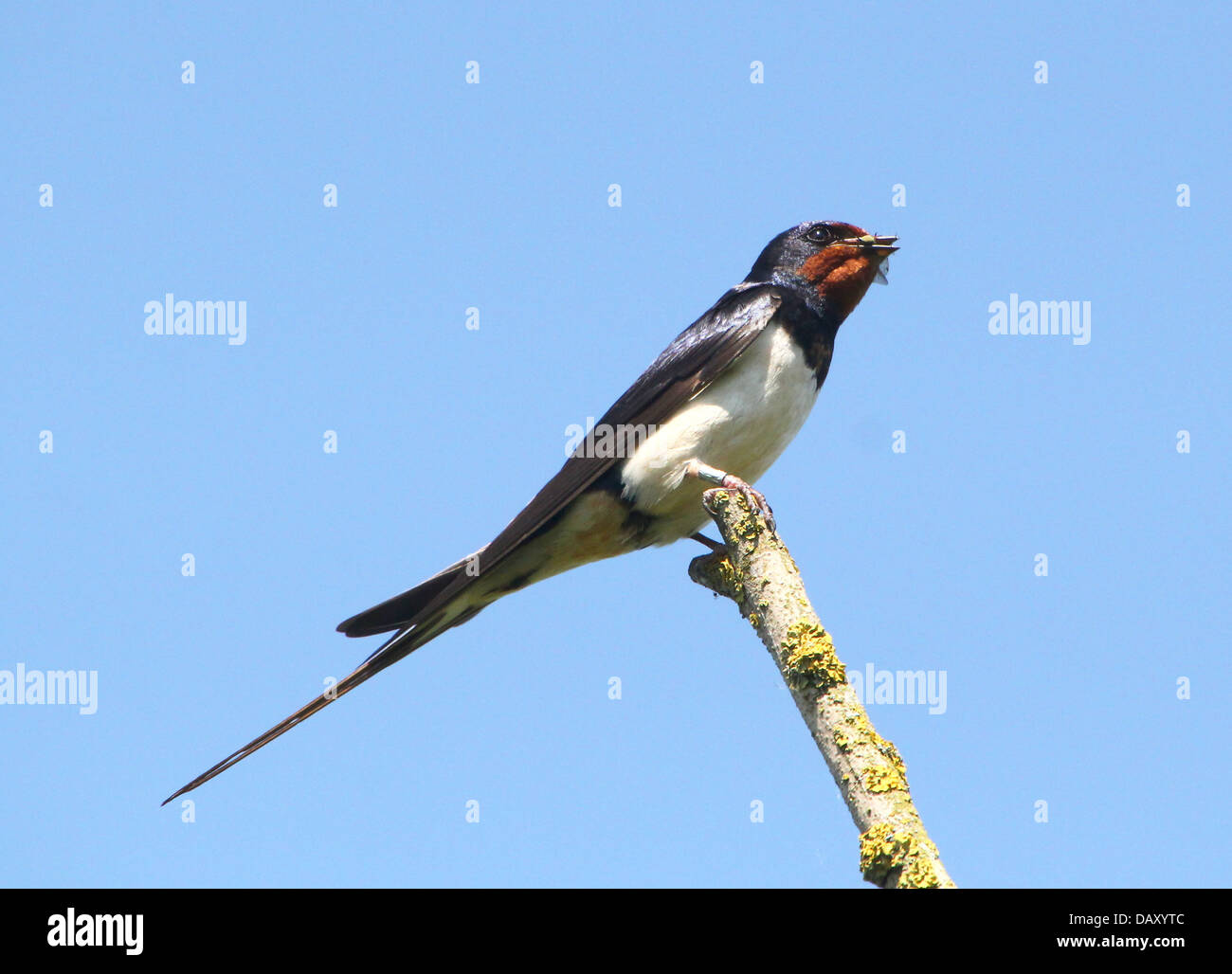 Detailed close up of a European Barn swallow (Hirundo ...