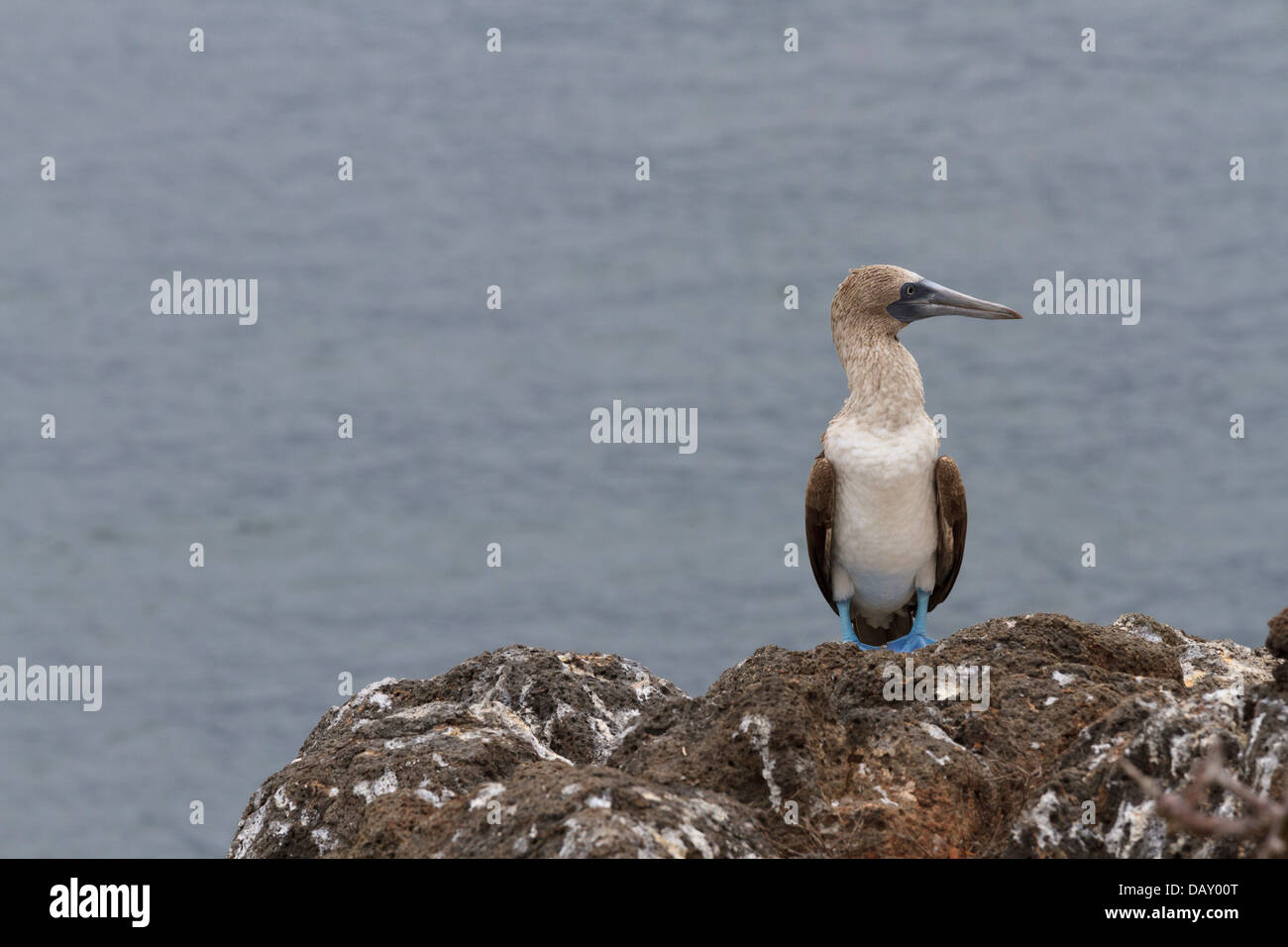 Blue-footed Booby, Sula nebouxii, North Seymour, Galapagos Islands, Ecuador Stock Photo