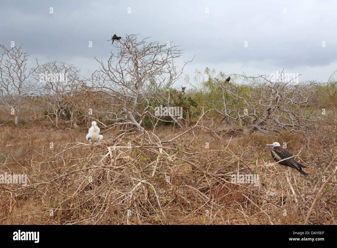 Frigatebirds, Fregatidae, Fregata, North Seymour, Galapagos Islands, Ecuador Stock Photo