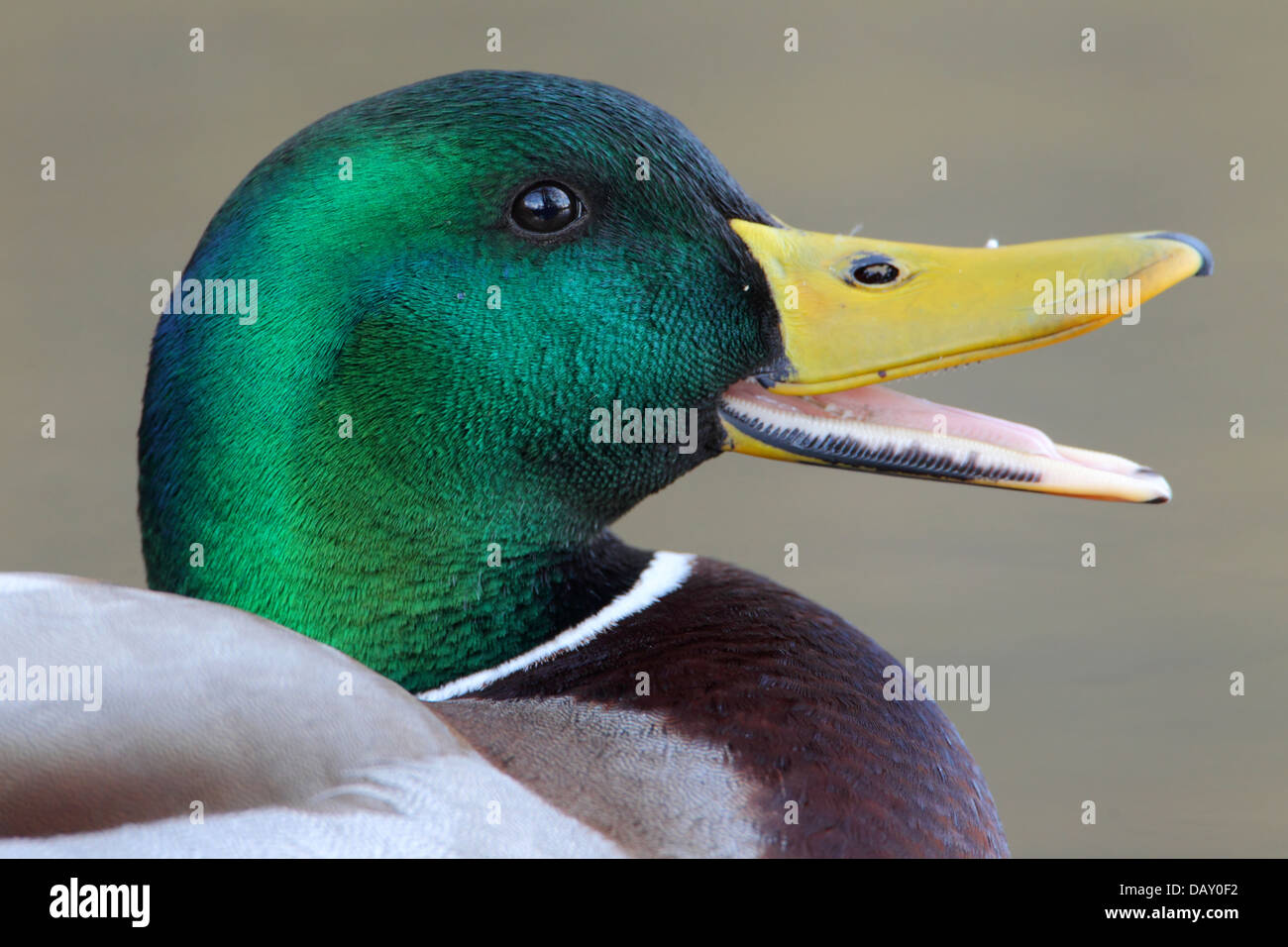 Duck Quacking