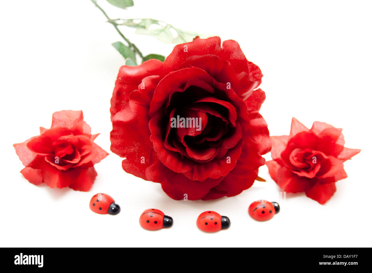 Red rose and beetle Stock Photo Alamy