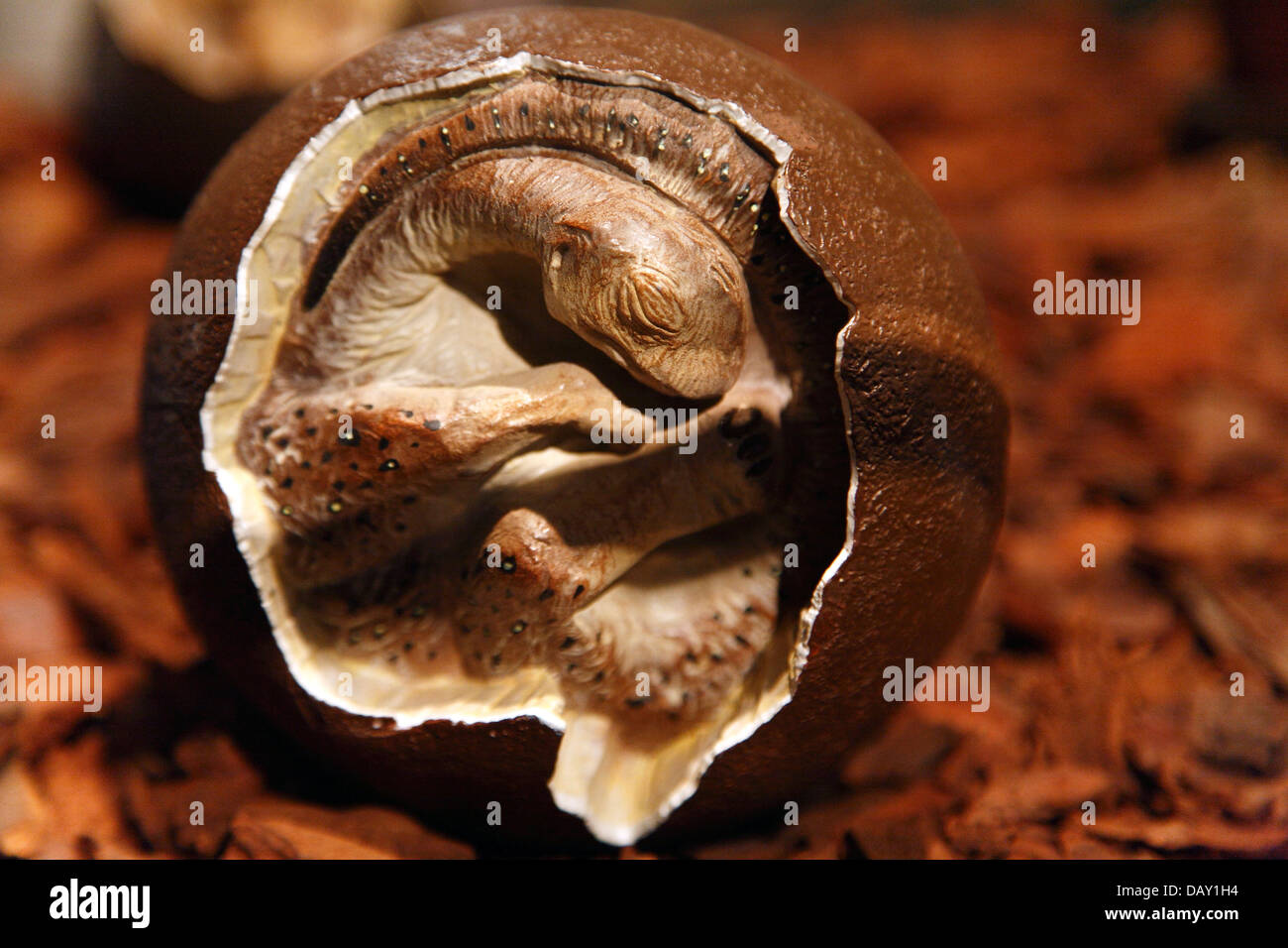 Replica of dinosaur egg with embryo Stock Photo