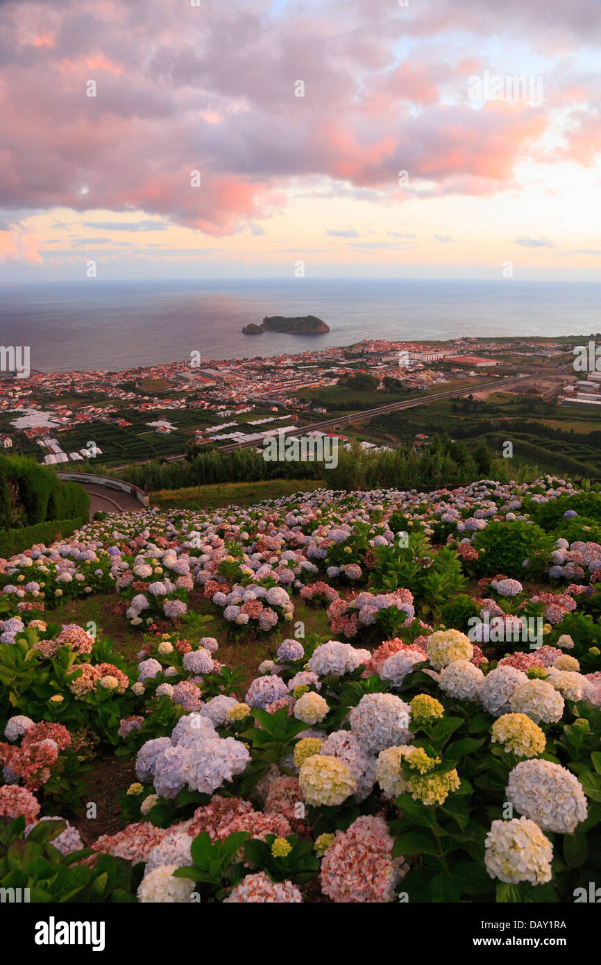 The town of Vila Franca do Campo at sunset, with hydrangeas on the foreground. Sao Miguel, Azores islands, Portugal. Stock Photo