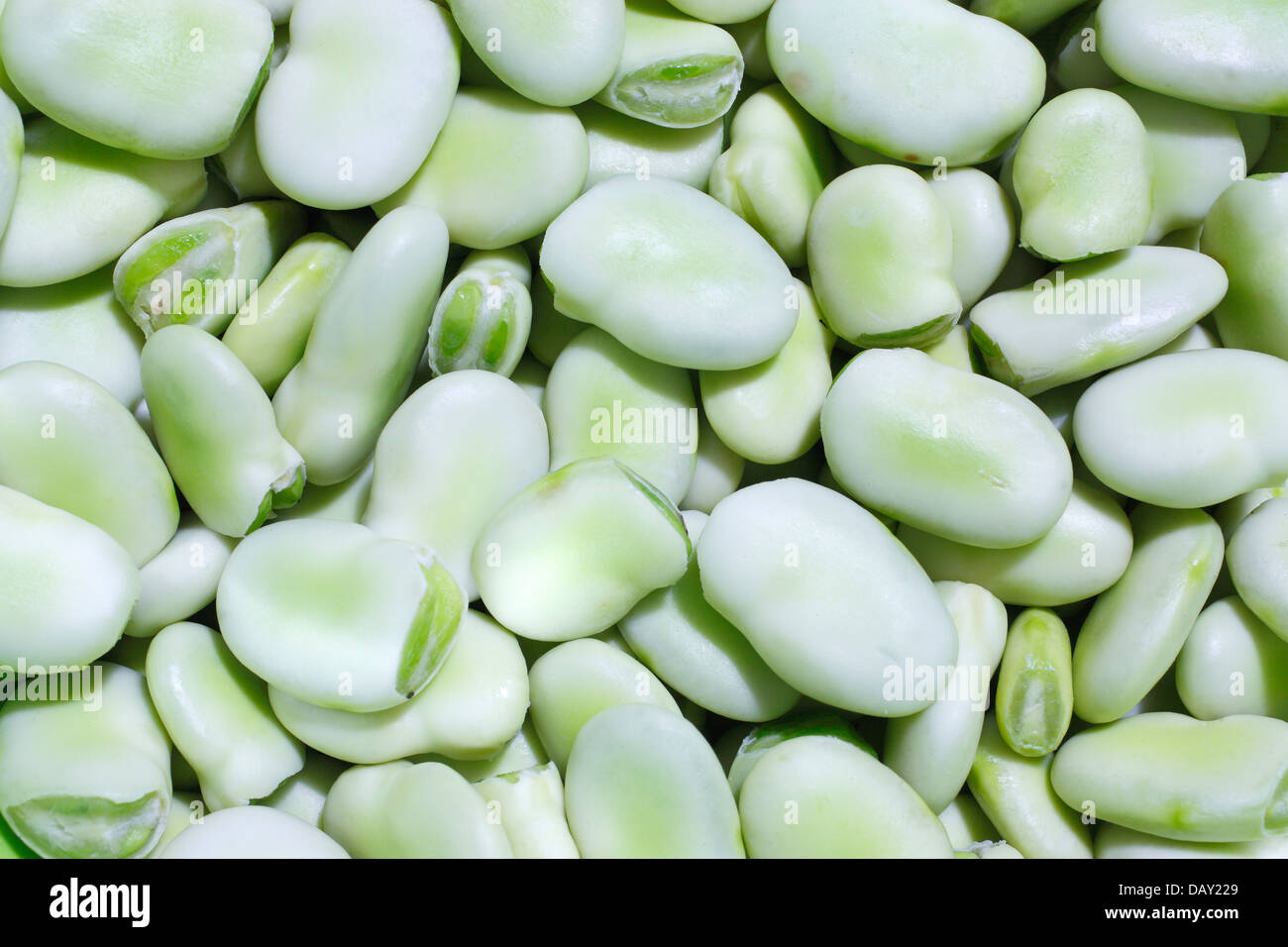 Closeup of fresh fava beans Stock Photo Alamy